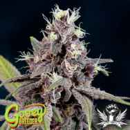 Gooeybreeder Seeds Purple Mayhem